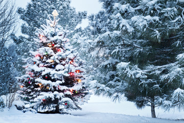 This Snow Covered Christmas Tree stands out brightly against the dark blue tones of this snow...