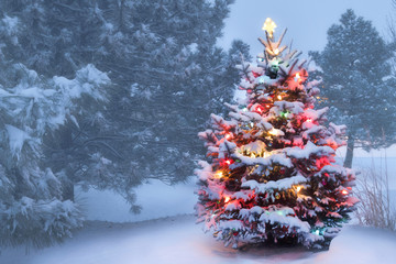 This decorated outdoor snow covered Christmas Tree glows brightly on this foggy Christmas morning.