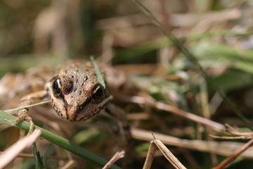 einjähriger weiblicher Grasfrosch hält sich an einem Grashalm fest