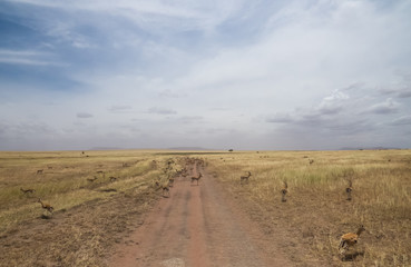 Herds of Thomson's Gazelle has habit of congregate on road