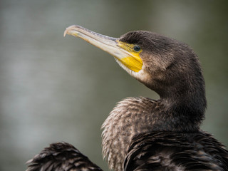 Kormoran-Portrait