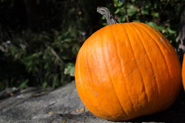 Fall Pumpkin