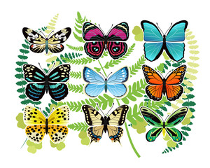 Tropical Butterflies Spescies Illustrations Set