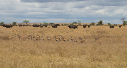 Fototapeta na wymiar Herd of Thompson's Gazelle grazing in company of Cap Buffalo herd in Serengeti 