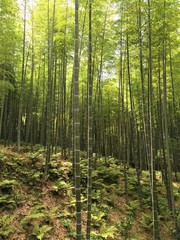 Fototapeta na wymiar Bamboo forest beauty