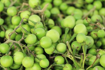 Fresh eggplant green organic is a bunch