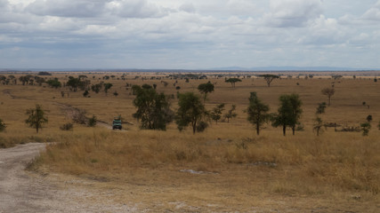 Fototapeta na wymiar Serengeti landscape in dry season