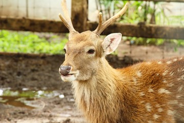 Deer in zoo