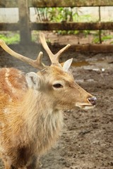 Deer in zoo