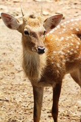 Deer in zoo
