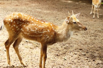 Deer in zoo