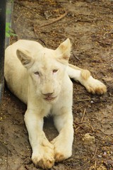 Young white tiger in the zoo enclosure