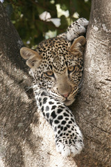 Leopard in tree