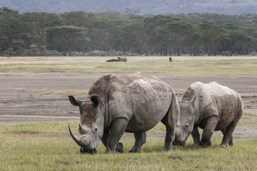 Obraz premium Rhino