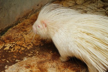 White porcupine in the zoo