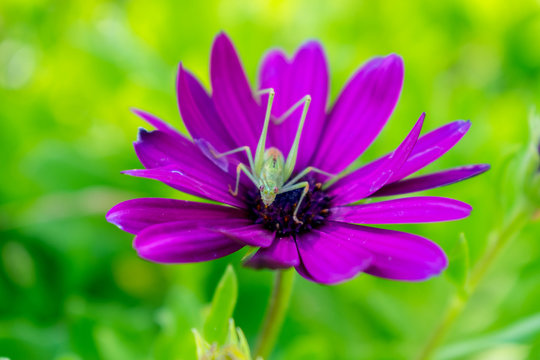 Saltamonte en flor morada