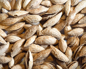 Almonds in shell, nuts pile background. Lot of almonds in the skin. Prunus dulcis, hard shell with the seed