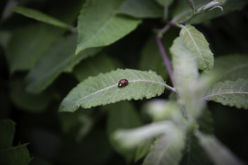 Lady Bug