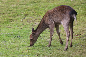 Deer on Brownsea Island