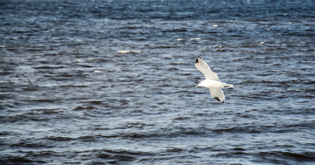the seagull is flying over the river close up