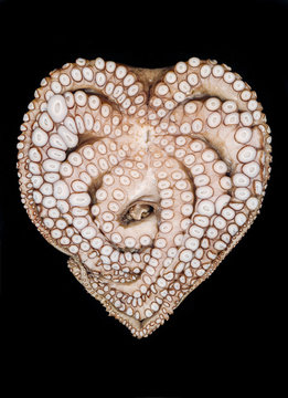 octopus on a black background