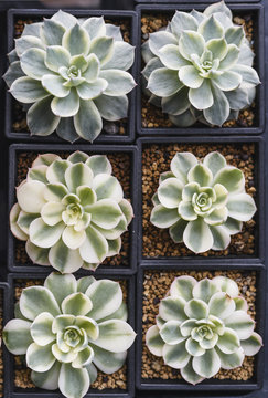 Beautiful Succulent Plants in Small Pots in Order