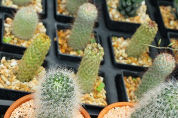 Beautiful small the cactus in the pot