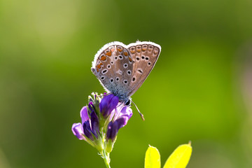 farfalla su un fiore viola