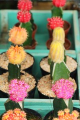 Beautiful small the cactus in the pot