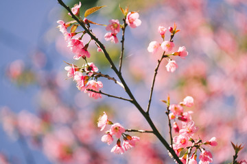 Wild Himalayan Cherry with blue sky and cloud background. Thai sakura blooming during winter in Thailand