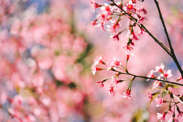 Wild Himalayan Cherry with blue sky and cloud background. Thai sakura blooming during winter in Thailand