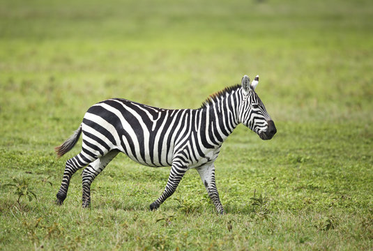 Zebra