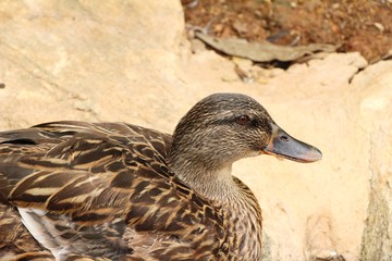 Duck
