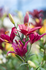 Fototapeta premium 赤いユリの花