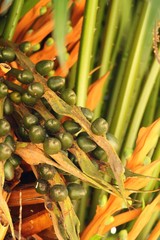 Betel parm on tree with the nature