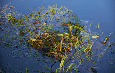 Grass and autumn leaves in water