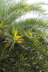 Leaves palm with the nature