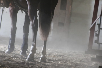 Dusty horse's hooves