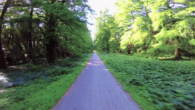 Bike road with a big trees, bald cypress (Taxodium distichum) in small town Heviz in Hungary
