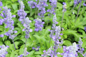 Purple salvia flowers at beautiful in garden