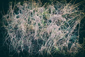 Autumn grass background