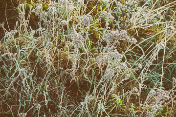 Autumn nature background frost on the grass