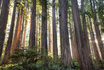 Redwoods