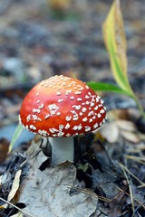Красный мухомор в сухих листьях в осеннем лесу