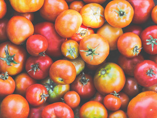 Newly harvested tomatoes.