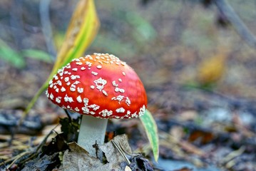 Красный мухомор в сухих и зелёных листьях в осеннем...
