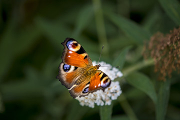 Fototapeta na wymiar colorful butterfly on white flower