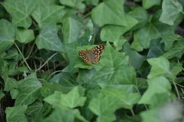 Tircis Pararge aegeria 001