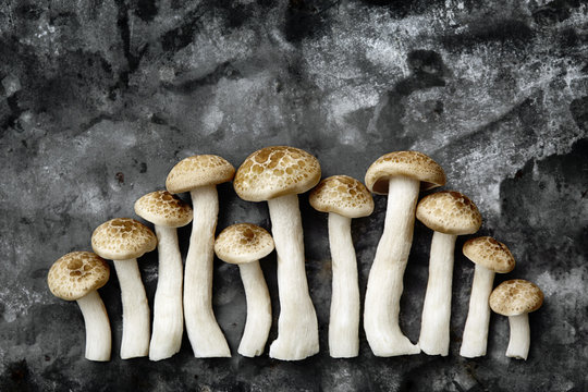 Eleven Buna shimeji mushrooms in a line