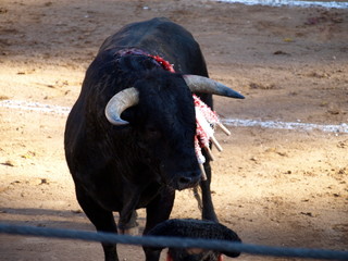 CORRIDA DE TOROS